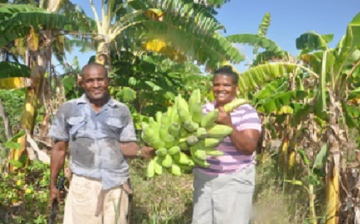 Poder ejecutivo prioriza compras a pequeños agricultores
